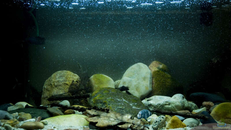 Aquarium Minirochen Flusslandschaft von Benjamin Hamann (6)
