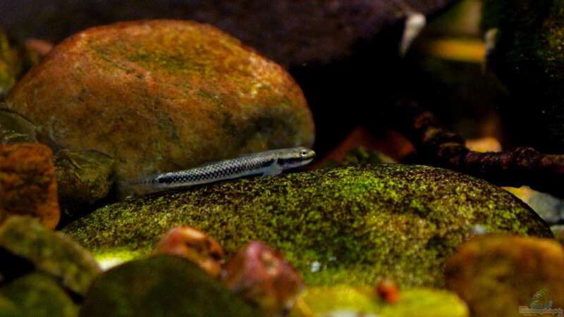 Stiphodon elegans im Aquarium halten (Einrichtungsbeispiele für Neongrundeln)  - Stiphodon-elegansaquarium