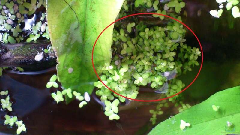 unbekannte kleinwüchsige Pflanze von beewee (4)
