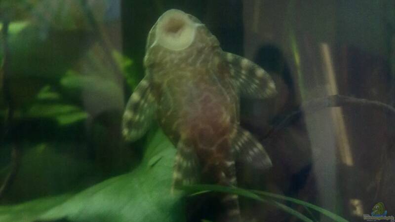 Besatz im Aquarium The Beginning AUFGELÖST von Koehler (32) Besatz im Aquarium The Beginning AUFGELÖST von Koehler (32)