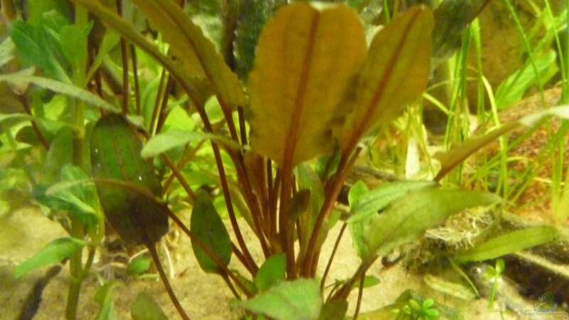 Pflanzen im Aquarium Chillout Zone von xxxFabixxx (3)
