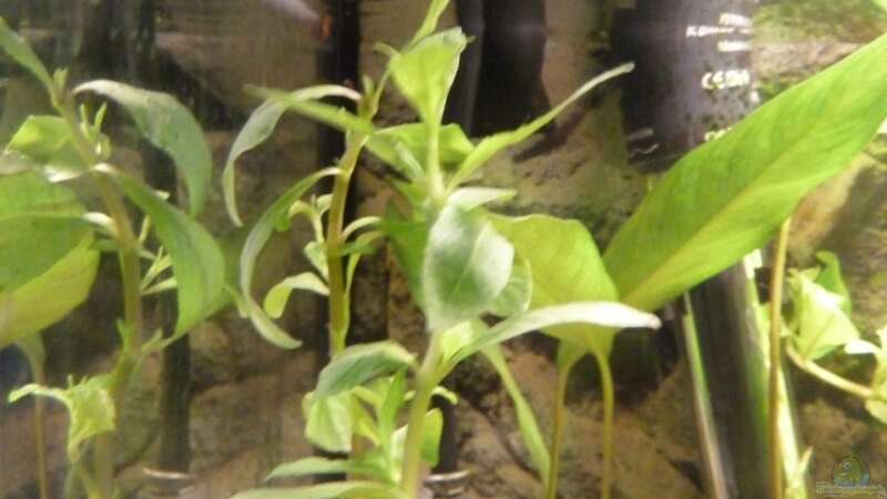 Pflanzen im Aquarium Chillout Zone von xxxFabixxx (4)