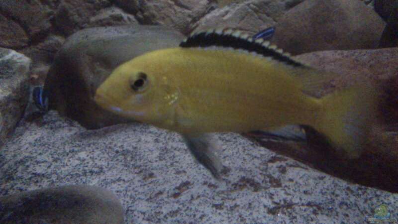 Labidochromis caeruleus yellow Bock von Noah (24)