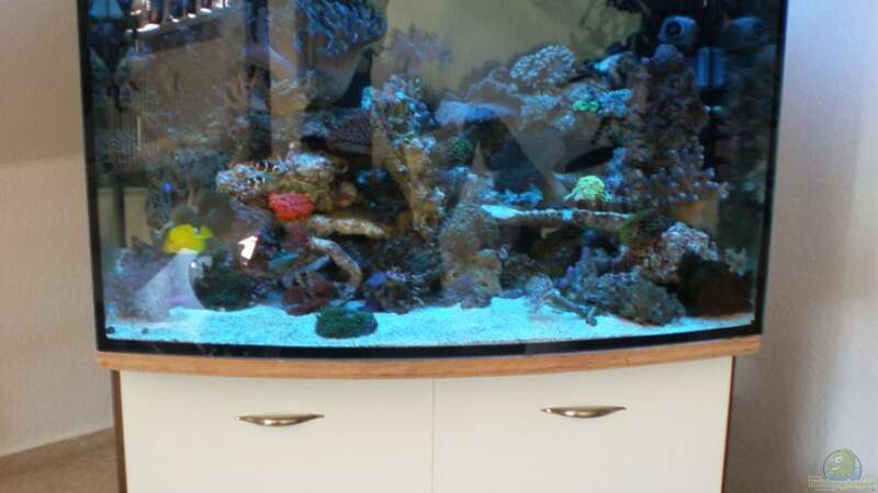 Aquarium meine neuste Sucht! von muchta (2)