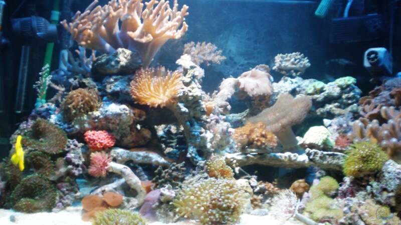 Aquarium meine neuste Sucht! von muchta (3)