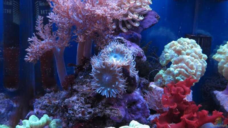 Aquarium deep blue reef von garnelenhunter (3)