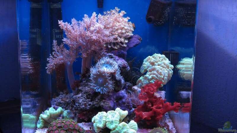 Aquarium deep blue reef von garnelenhunter (4)