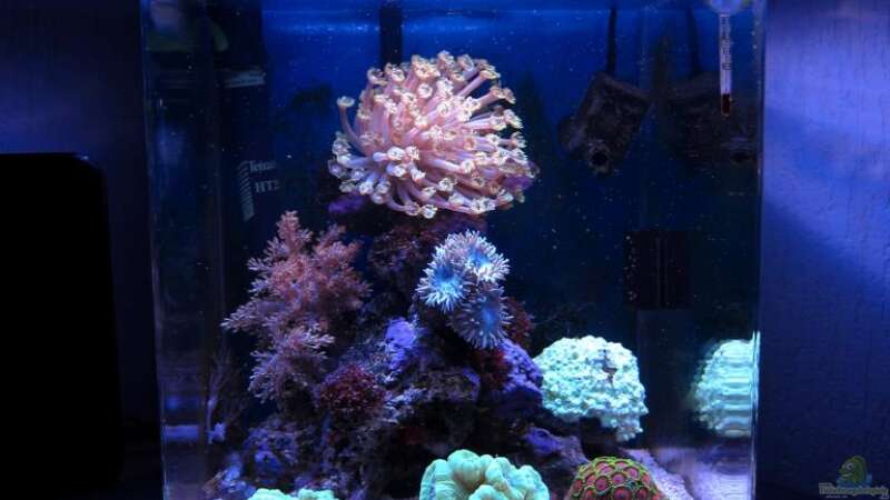 Aquarium deep blue reef von garnelenhunter (6)