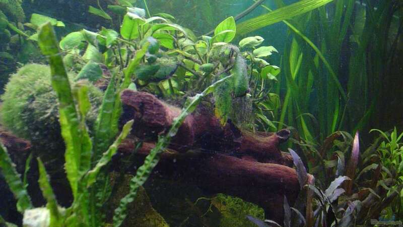 Pflanzen im Aquarium Dschungel von Die Juli (11)