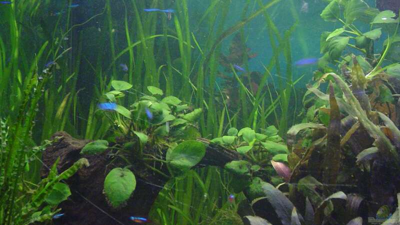 Pflanzen im Aquarium Dschungel von Die Juli (12)