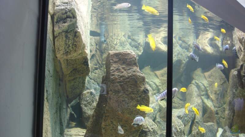 Dekoration im Aquarium Delta Rock von Olaf H. (7)