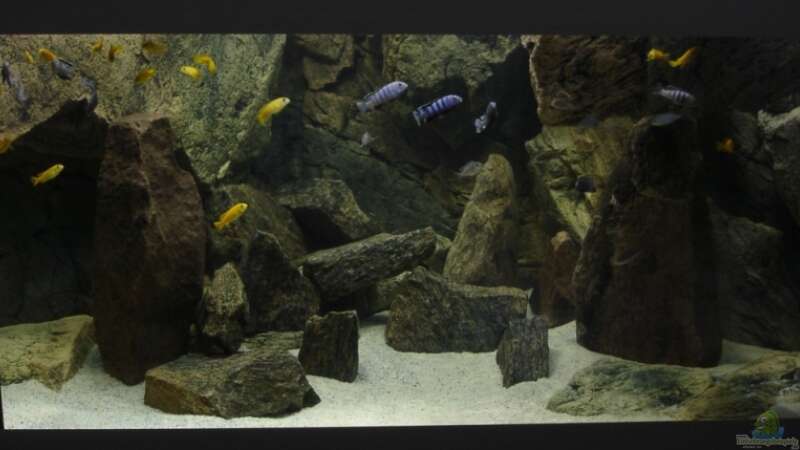 Dekoration im Aquarium Delta Rock von Olaf H. (8)