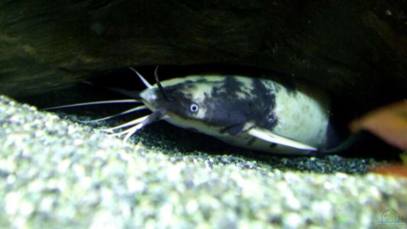 Clarias batrachus im Aquarium halten (Einrichtungsbeispiele für Froschwelse)