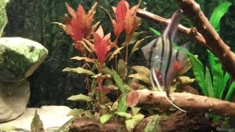 Alternanthera von Daniele (8)