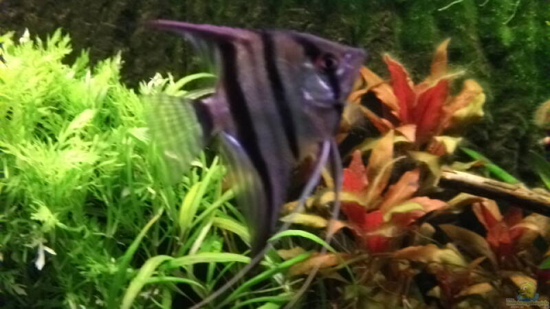 Altum Skalar von Daniele (20) Altum Skalar von Daniele (20)