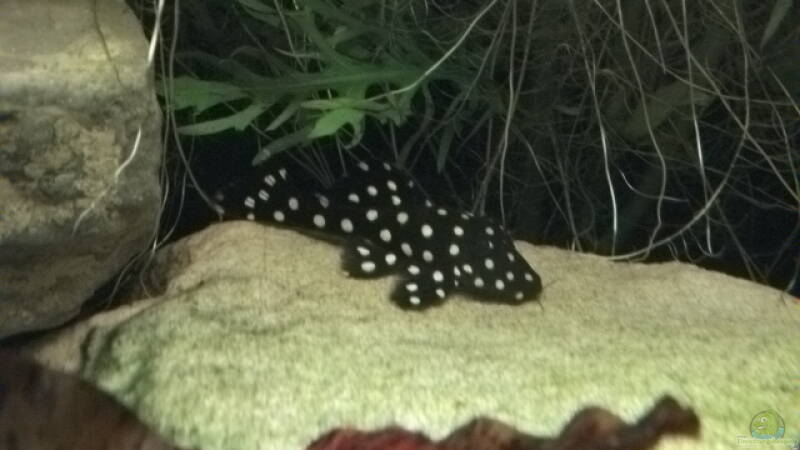 Baryancistrus ( L 33 ) von Daniele (18) Baryancistrus ( L 33 ) von Daniele (18)