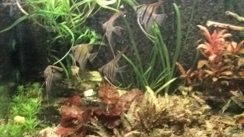 Becken links 22.05.2011 von Daniele (5)