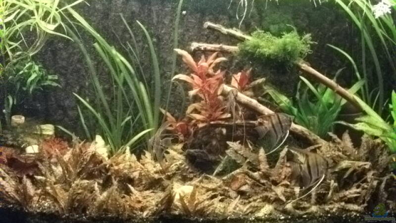 Becken mitte 22.5.2011 von Daniele (4)