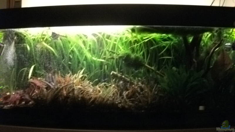 Becken Stand 18.07.2011 von Daniele (1) Becken Stand 18.07.2011 von Daniele (1)