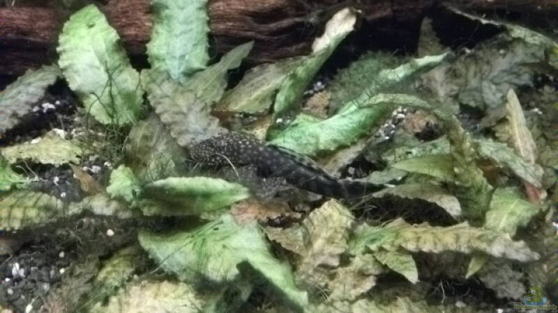 Besatz im Aquarium Mmm...irgendwie.....geht mehr!!!! von Daniele (22)