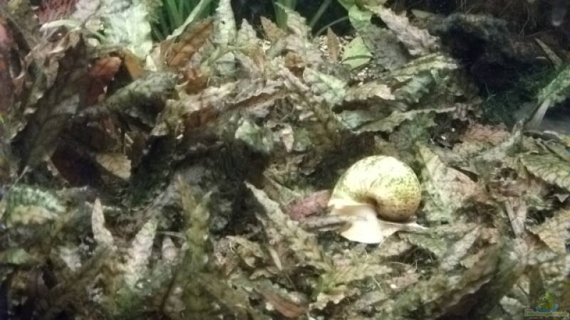 Besatz im Aquarium Mmm...irgendwie.....geht mehr!!!! von Daniele (23)