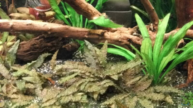 Chryptocoryne und Echinodorus von Daniele (6)