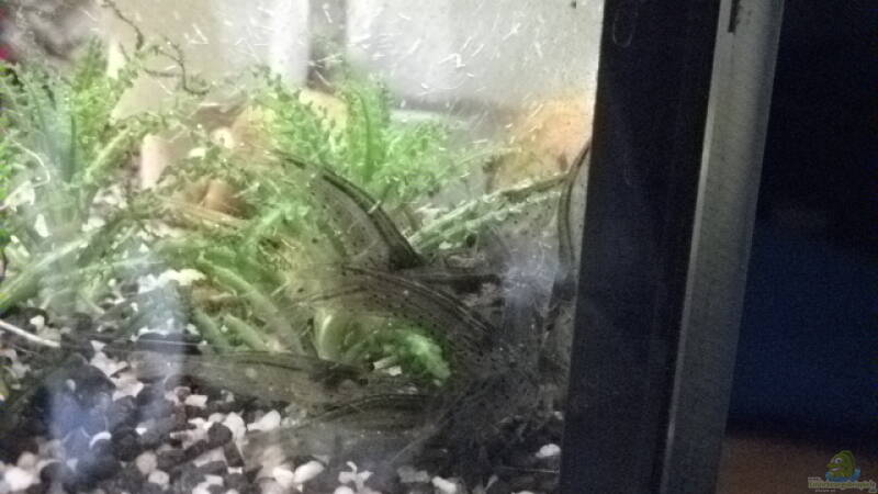 Garnelen auf´m Haufen gestapelt...wat wollen die da??? Da is kein Futter...!!! von Daniele (24)