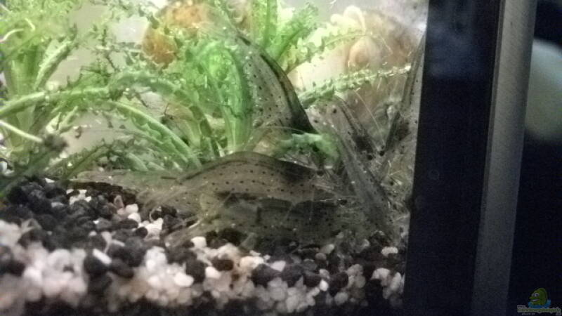 Meine Garnelen....!?!?!?! von Daniele (25)