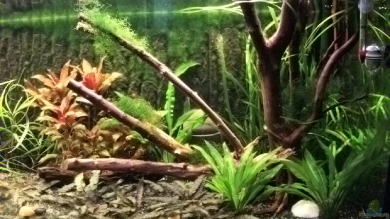 Moor Wood Wurzel von Daniele (12)