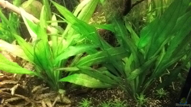 Pflanzen im Aquarium Mmm...irgendwie.....geht mehr!!!! von Daniele (10)