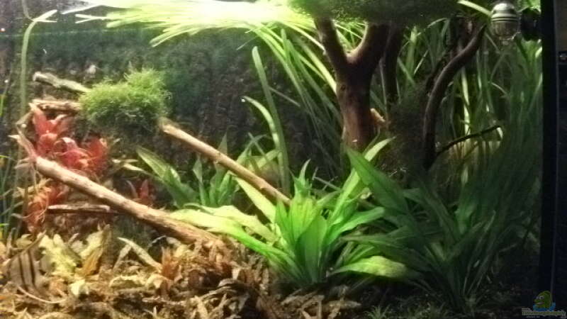 Pflanzen im Aquarium Mmm...irgendwie.....geht mehr!!!! von Daniele (11)
