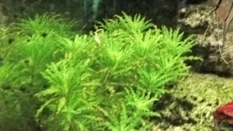 Pogostemon von Daniele (9)