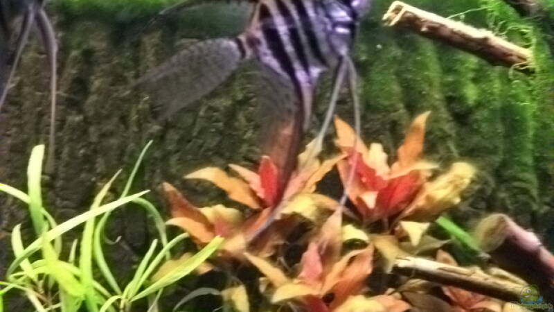 Zebra Skalar von Daniele (21) Zebra Skalar von Daniele (21)