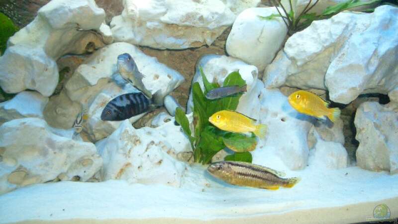 Besatz im Aquarium Juwel Rio 240 von Benkolo (16)