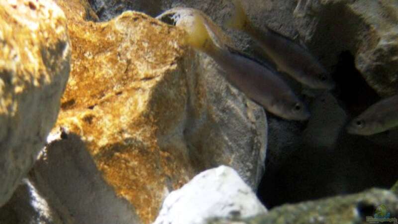 Cyprichromis Leptosoma Mpulungu von rayskin (25)