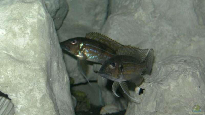 Gnathochromis Permaxillaris beide  von rayskin (20)