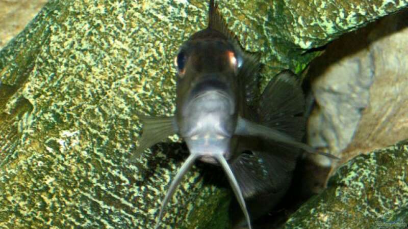 Aquarien mit Gnathochromis permaxillaris (Staubsauger-Cichlide)  - Gnathochromis-permaxillarisaquarium