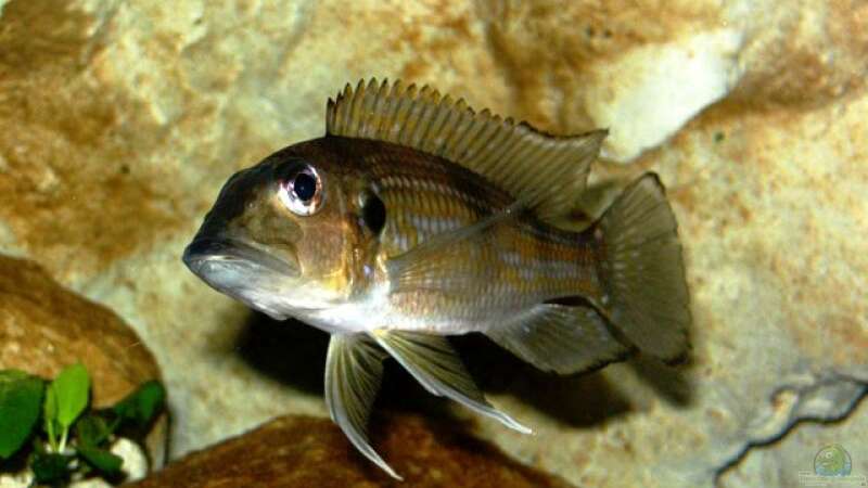 Aquarien mit Gnathochromis permaxillaris (Staubsauger-Cichlide)