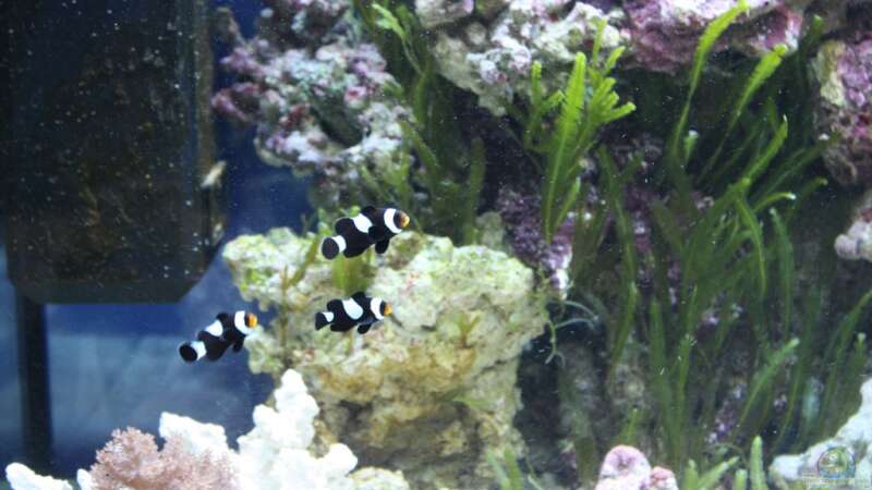 3 Ocellaris black - Falscher Anemonen Clownfisch von Thorsten John (23)