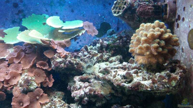 Neue Korallen haben auch Einzug genommen von Thorsten John (10)