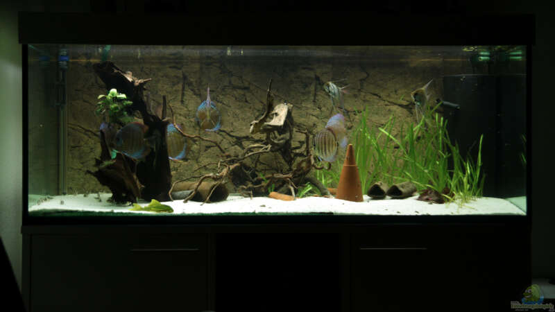 Aquarium Diskus-Tank von Teh_D (4)