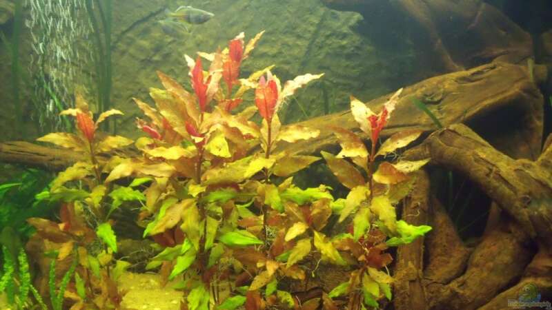 Pflanzen im Aquarium Sumatra von lupusmedicus (13)