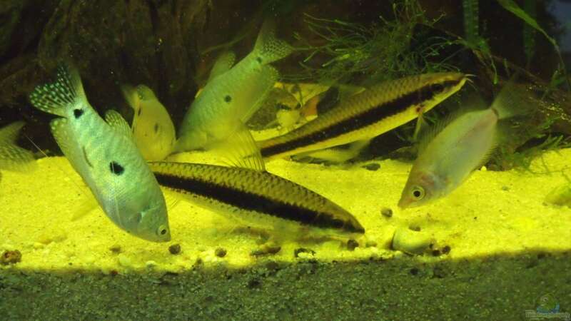 Siamesiche Rüsselbarben mit Fadenfischen von lupusmedicus (27)