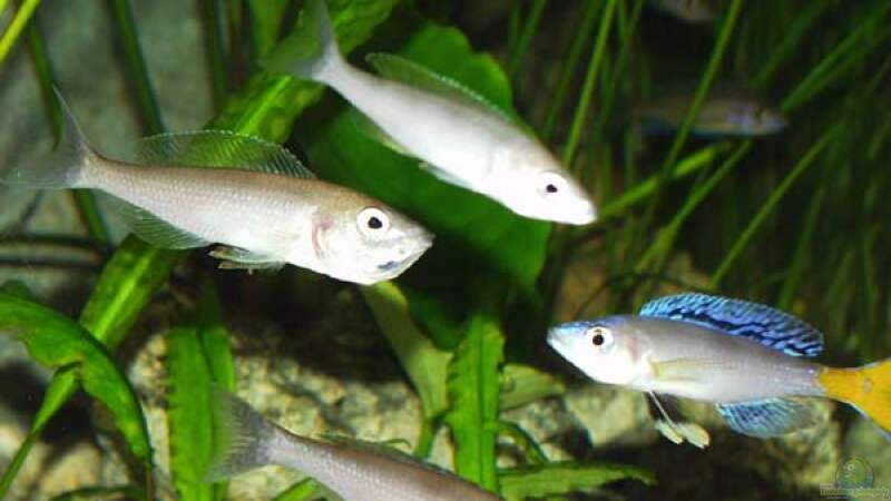 Cyprichromis leptosoma Blue Flash mit drei Weibchen von Dirk Lehmann (5)