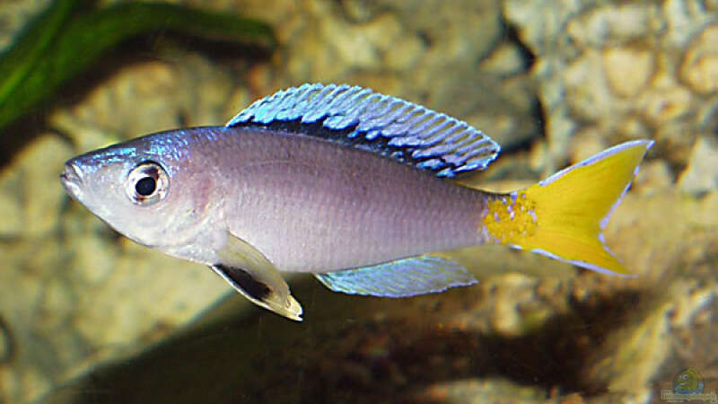 Cyprichromis leptosoma Blue Flash von Dirk Lehmann (9)