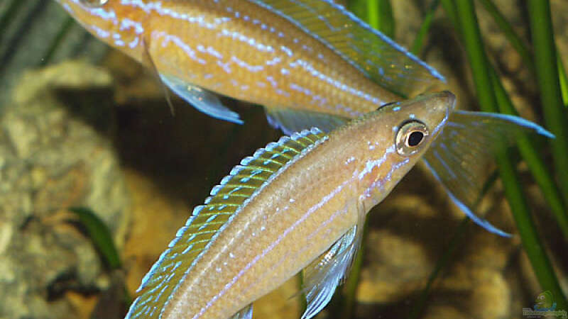 Paracyprichromis nigripinnis von Dirk Lehmann (6)