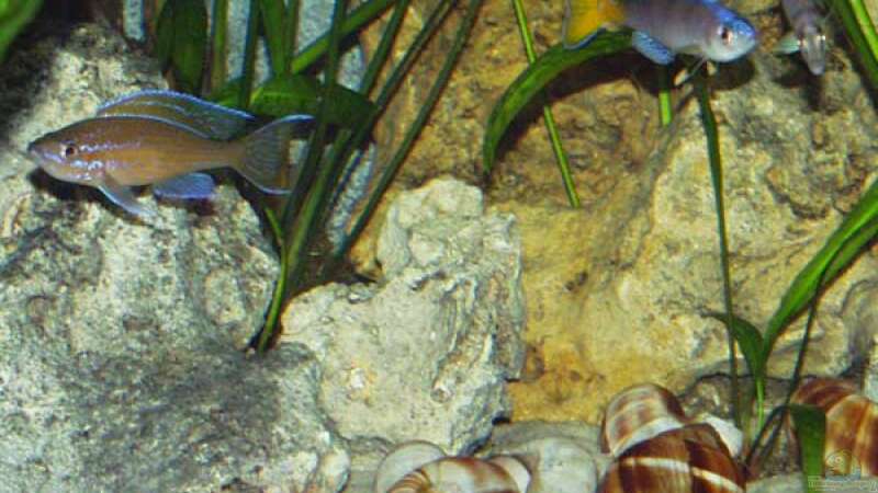 Von links: Paracyprichromis nigripinnis, Cyprichromis leptosoma Blue Flash, Altolamprologus von Dirk Lehmann (3)