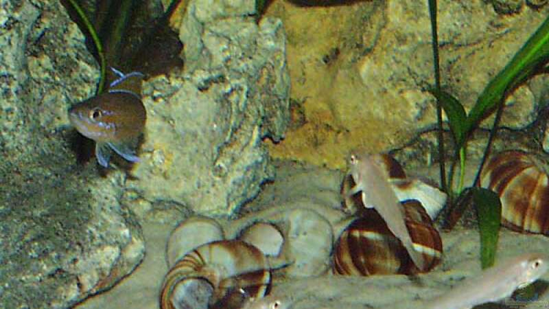 Von oben: Cyprichromis leptosoma Blue Flash, Paracyprichromis nigripinnis, Enantiopus von Dirk Lehmann (4)
