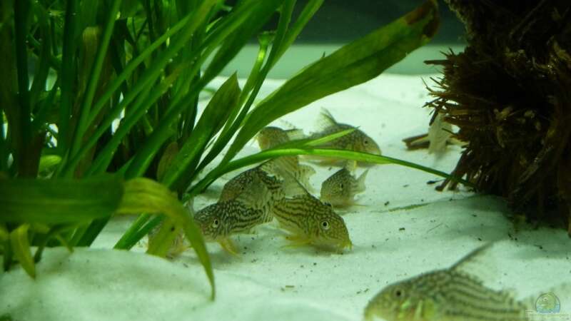 Corydoras sterbai im Aquarium (Einrichtungsbeispiele mit Sterbas Panzerwels)  - Corydoras-sterbaiaquarium