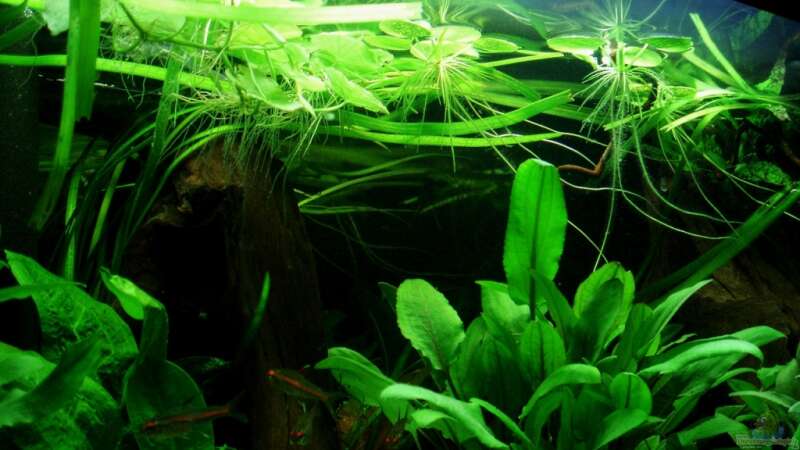 Schwimmpflanzen, Brasilianischer Wassernabel und südamerikanischer Froschbiss, 24.07.11 von ~Marco~ (22)